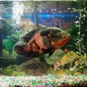 Meet your Posher, Celso